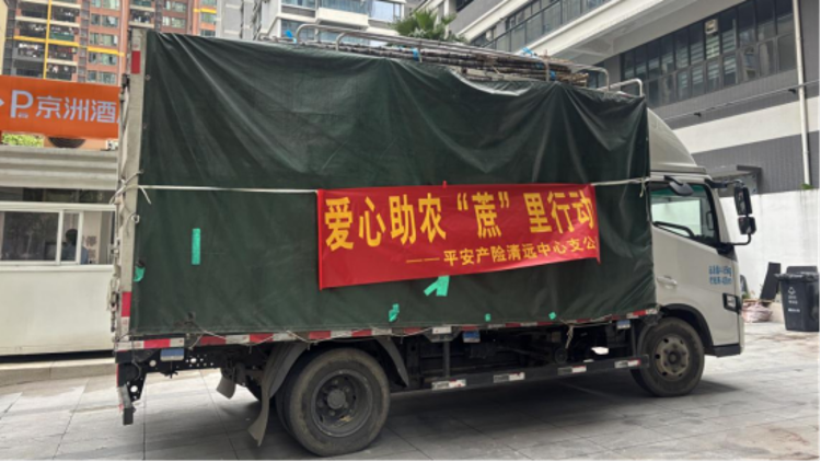 超2万斤甘蔗化解滞销难题，平安产险清远中心支公司在“蔗”里行动