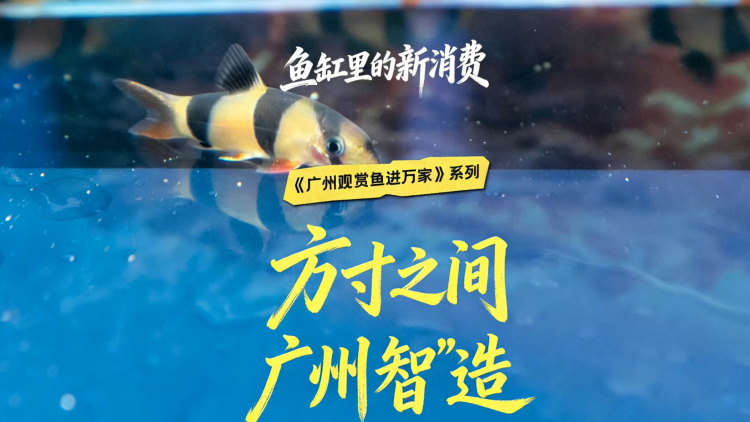 鱼缸里的新消费——方寸之间，广州“智”造