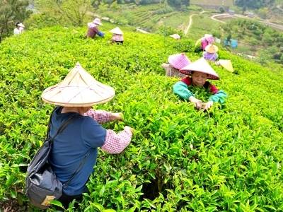 多图｜抢抓“黄金时间” 大埔春茶上新了