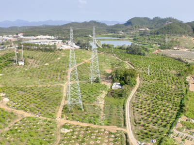 回国后，他们在江门造了一片林｜乡村绿化一线行