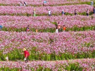 中山5个镇入选第三批省级“百千万工程”典型镇