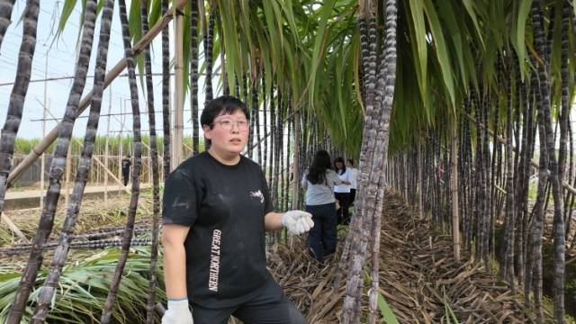 就是“蔗”么甜！200多人下田抢收甘蔗助力销售