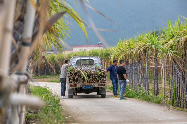 来自湖南永州的收购商以1000元/亩的价格包下了刘永静家的1亩四分地。