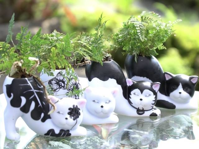 绿植“哈基米”