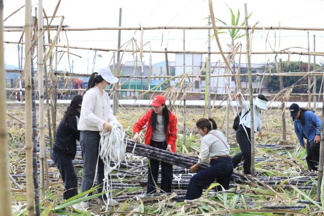 在英德市政府的努力下，社会各界参与到甘蔗滞销助农活动中。
