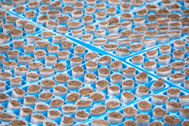 清远英德市丰林农业甘蔗种苗培植基地的杯苗。