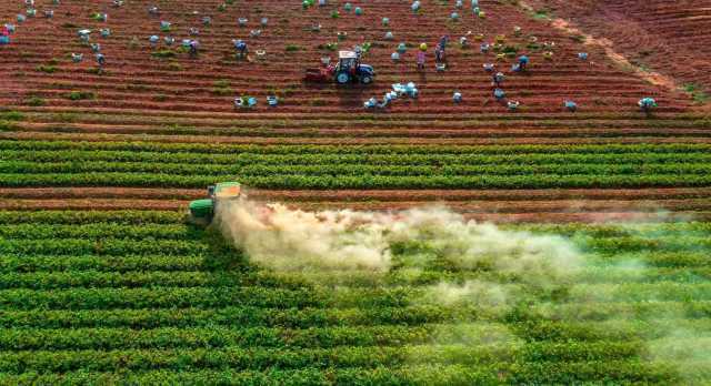 遂溪甘薯采收现场