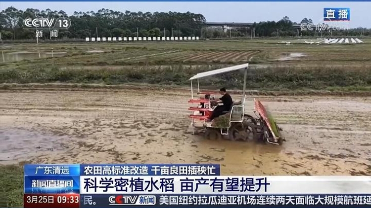 央视关注清远丝苗米 ！CCTV-13新闻频道《新闻直播间》现场连线广东清远