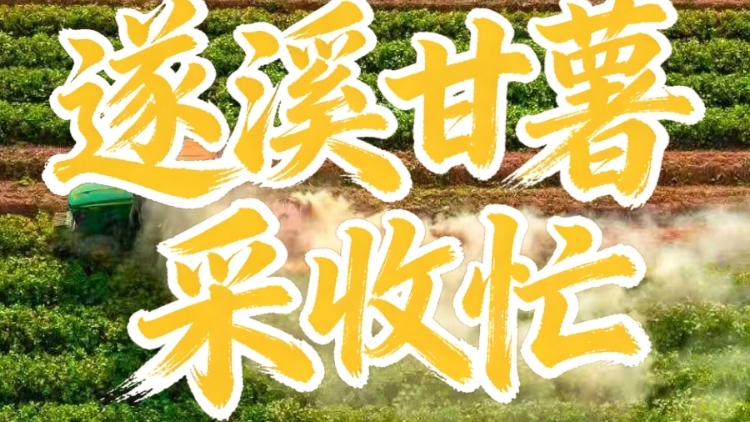 遂溪甘薯采收忙