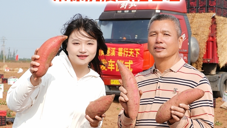 遂溪甘薯，好嘢！