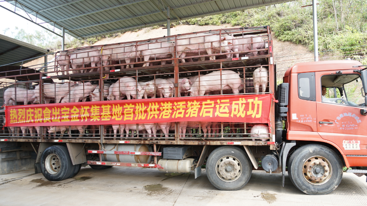 首发！怀集生猪成功进入香港市场