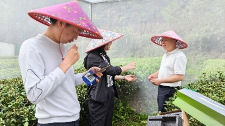 助推紫金蝉茶产业高质量发展，科研专家开展联合调研