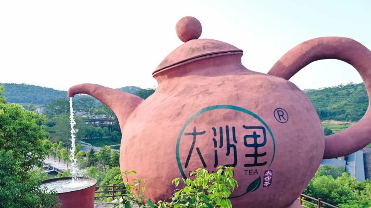 开平大沙茶开采啦！3月27-29日，邀你共赴春日茶约