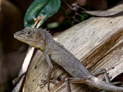 鼎湖山保护区发现新纪录种