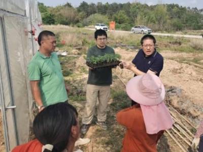 大棚西瓜春茬种植技术有哪些？专家现场教学