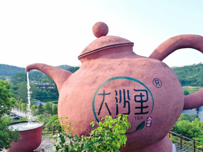 开平大沙茶开采啦！3月27-29日，邀你共赴春日茶约