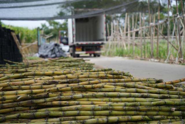 增城所产的甘蔗口感爽脆清甜，但因品相不佳在大市场上缺乏竞争力。