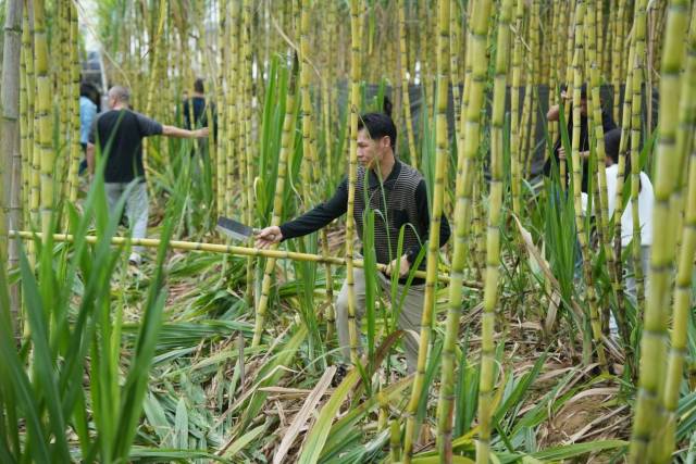 陈伟光只盼着能有多一些学校与机构前来采摘助农，早点清园腾地。