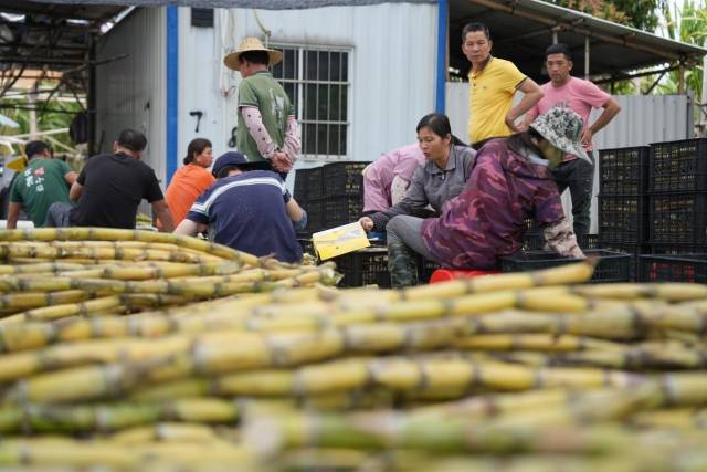陈伟光的果园里，工人们正将甘蔗打包装箱准备通过电商渠道发往杭州。