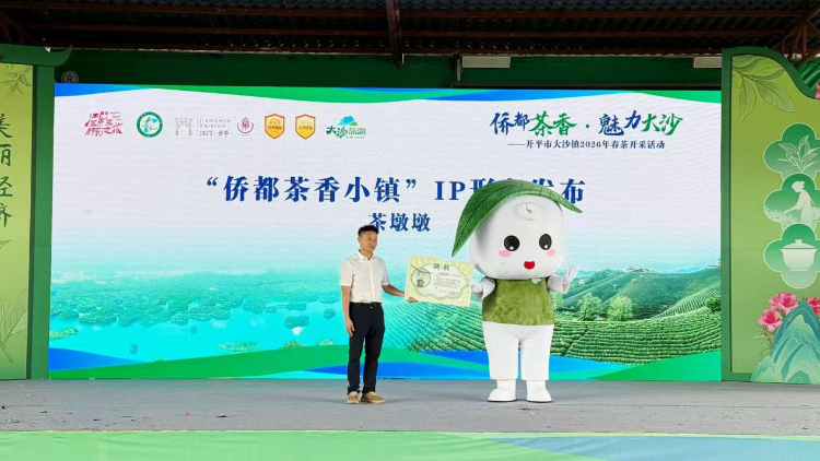 侨都满茶香，开平大沙春茶正式开采