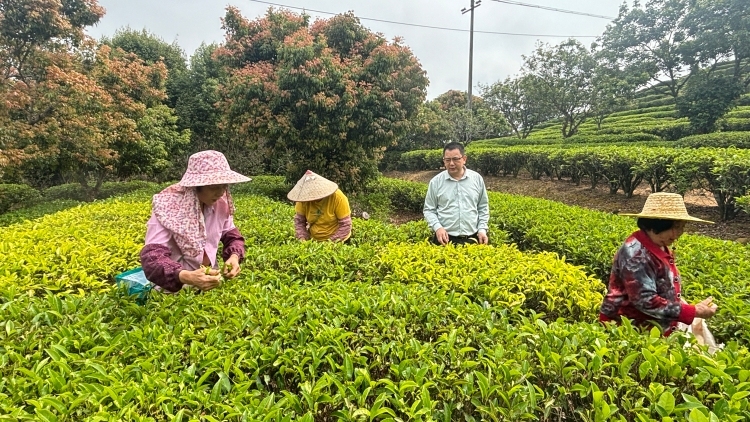 劳模助春耕，科技赋能饶平春茶稳产增收