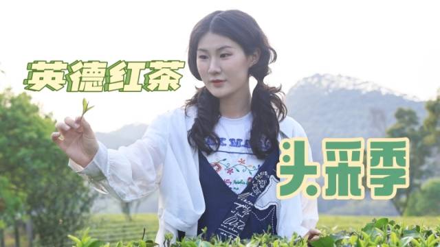 头采寻香！解锁英德红茶的N种魅力｜烟火广东