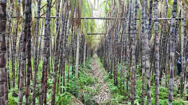 截至3月底，翁源全县仍有1000亩甘蔗滞销。