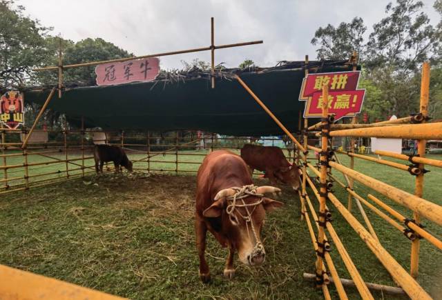 徒步当天，恰逢粤BA中山主场对阵茂名。沿途粤BA主题横幅随处可见，村BA冠军牛现身桂南村。