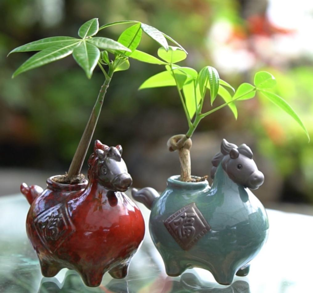 全网热销绿植，“马上发财”。