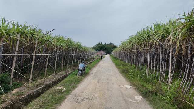 翁城镇群益村蔗农陈启贤仍有60万斤的甘蔗滞销。
