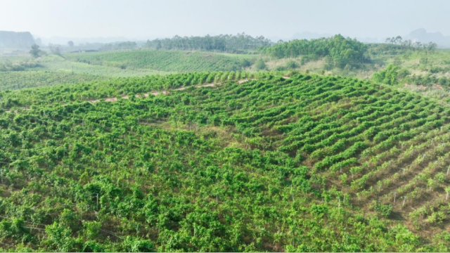 宁明县星油藤种植示范基地