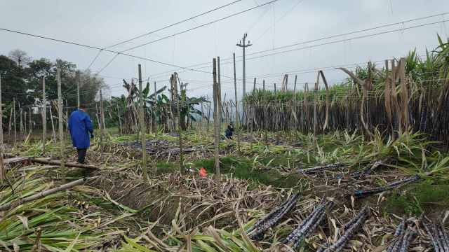 砍工正在新江镇东方村作业，砍下来的甘蔗将被运往广东韶州农业发展有限公司黑山羊养殖基地。