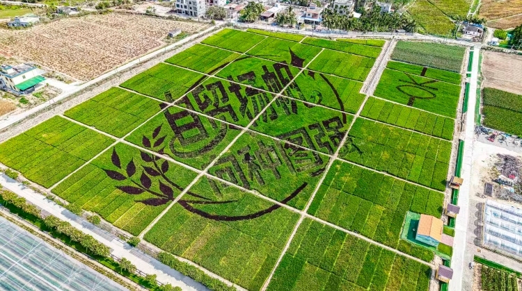 南农晨读 | 种子大会“芯”力量