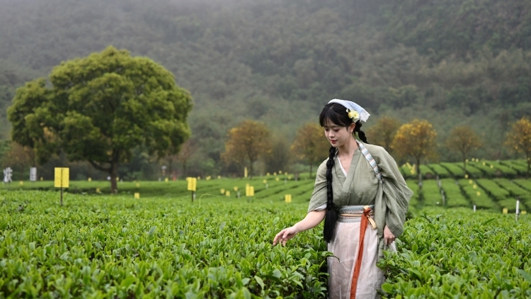 尝得一口鲜，不负好春光！2026年第八届英德红茶头采季开幕
