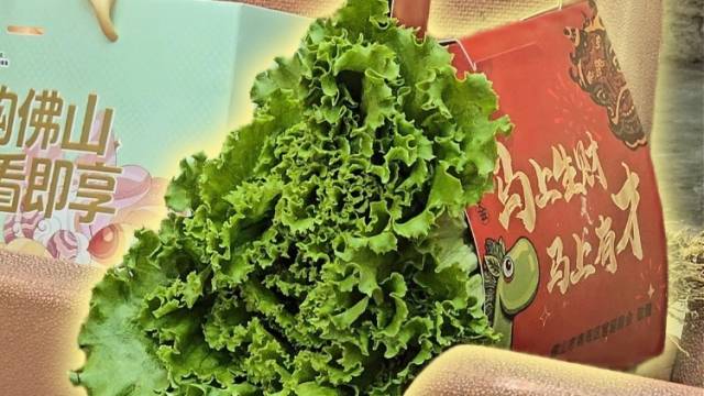 视频｜来佛山看粤BA，人均“发财”