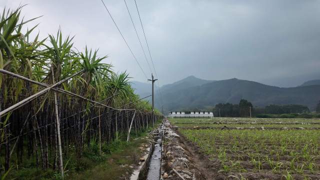 在翁源县新江镇东方村，农田旁边仍有大量甘蔗滞销田间。
