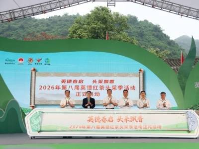 春天第一杯茶！英德18万亩茶园迎来“头采季”