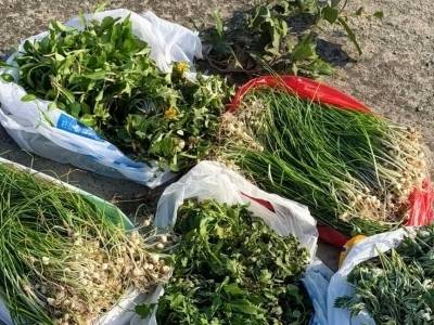 野菜虽鲜莫乱采，深圳多人误食中毒紧急提醒