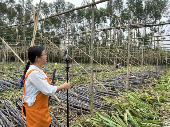 主播们架起手机，田头直播售卖甘蔗。