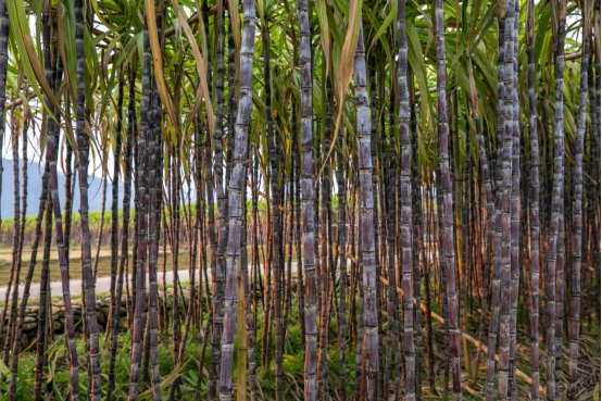 大量成熟果蔗积压田间，将面临腐烂变质、抽芽空心的风险。
