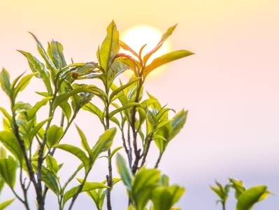 英德红茶、凤凰单丛表现亮眼！2025中国茶叶区域公用品牌文化力指数研究报告出炉