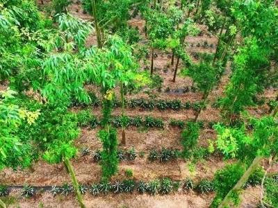 桉树林成精品咖啡“空调房”！湛江林下经济蹚出新路子