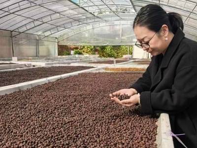 在大岭山森林公园，荔枝与咖啡来了场跨界“发酵”