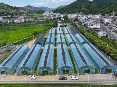 中央彩票公益金赋能老区苏区振兴，订单农业铺就兴宁黄槐共富路