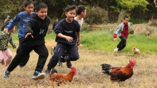 什么是“弄”？广西大化这只鸡告诉你答案