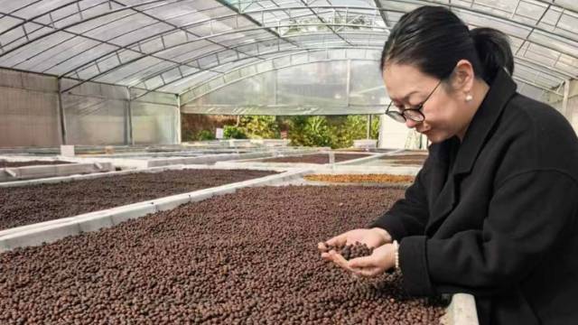 在大岭山森林公园，荔枝与咖啡来了场跨界“发酵”