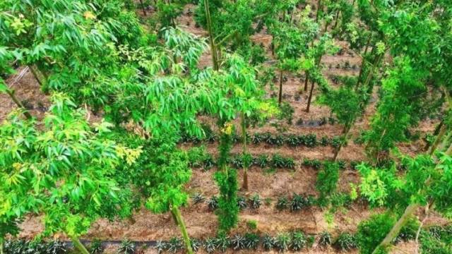 桉树林成精品咖啡“空调房”！湛江林下经济蹚出新路子