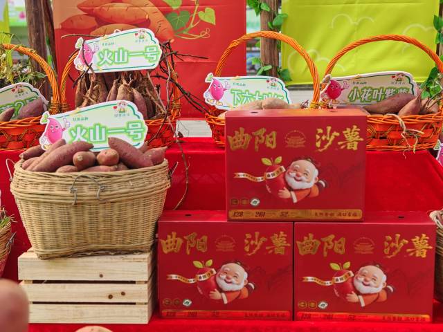 曲阳沙薯亮相2026广东·遂溪甘薯产业高质量发展大会暨甘薯文化周。