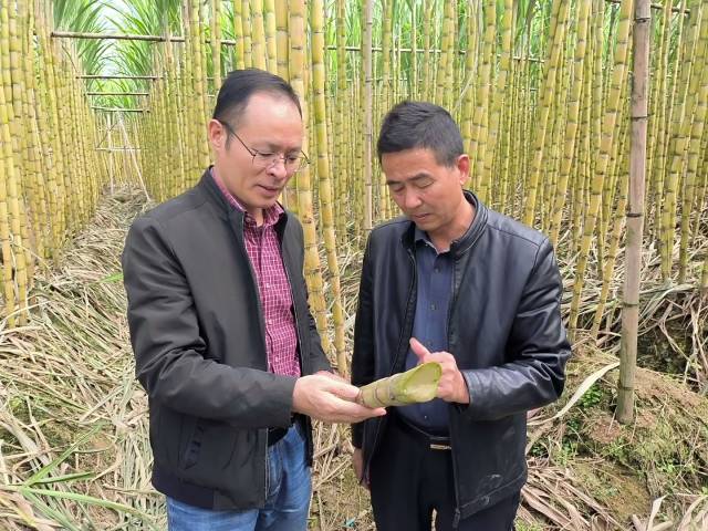 高三基（左）在蔗田查看果蔗生长情况。（受访者 供图）