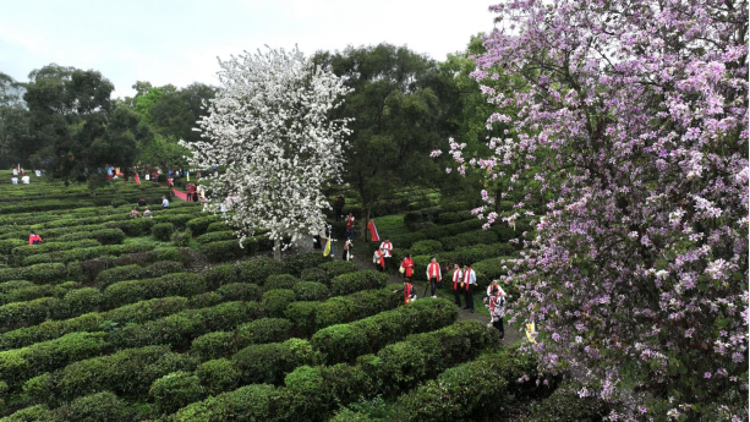 以古礼祭茶，以非遗传韵！上茗轩举行2026英德红茶头采季